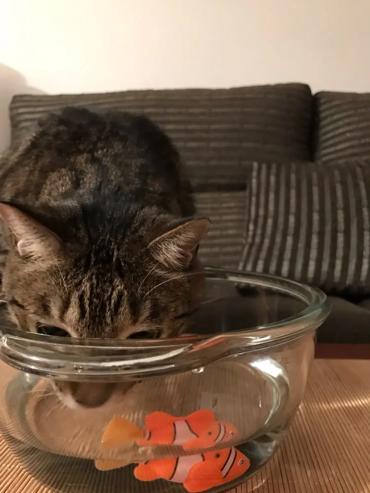 HTB1YKQ2PFXXXXasapXXq6xXFXXXf HTB1YKQ2PFXXXXasapXXq6xXFXXXf Robo Cat Toy robo fish cat toy Robo Fish Cat Toy-Free Shipping HTB1YKQ2PFXXXXasapXXq6xXFXXXf
