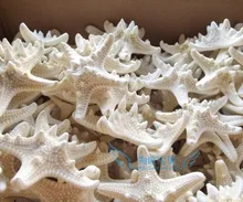 Фотография natural hairpin hair accessory accessories conch shell props 6-8cm  just starfish whlesale freeshipping
