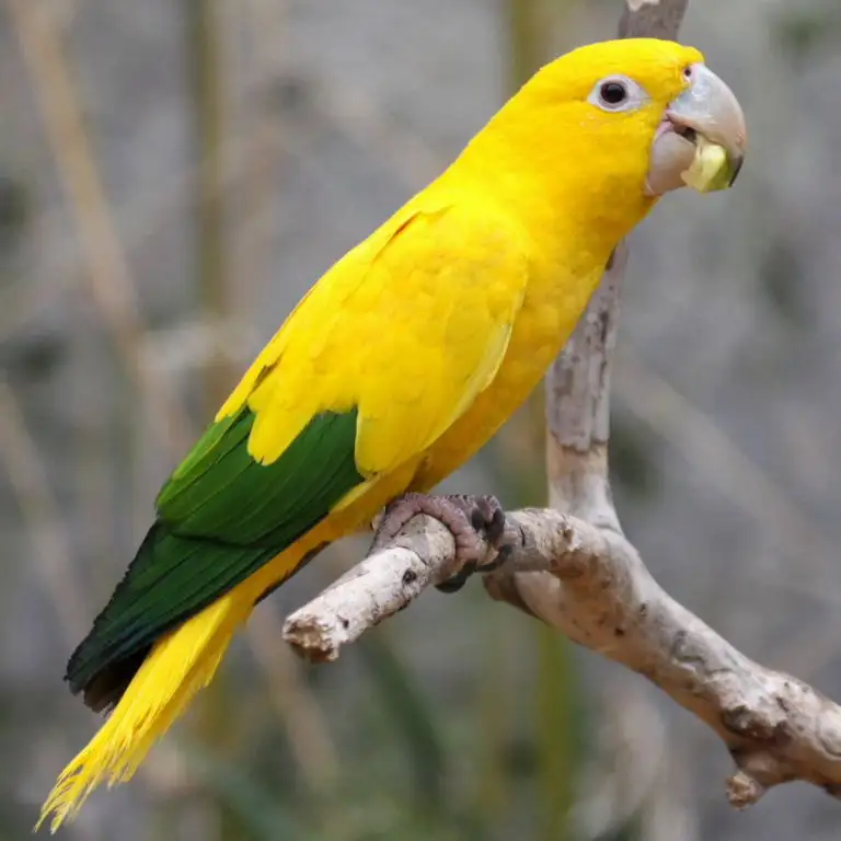 Gingerain одежда с птицами попугай одежда пеленки пуленепробиваемый костюм оригинальная ручная работа на заказ одежда с птицами пеленки пуленепробиваемый костюм - Цвет: Golden Parakeet