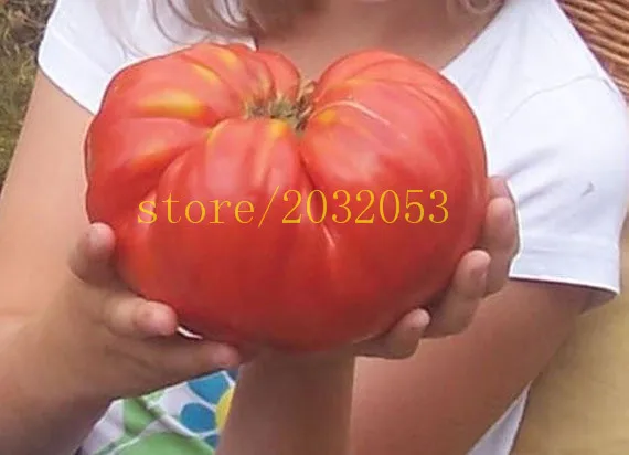 

bonsai 200 GIANT tomatoNO-GMO vegetable