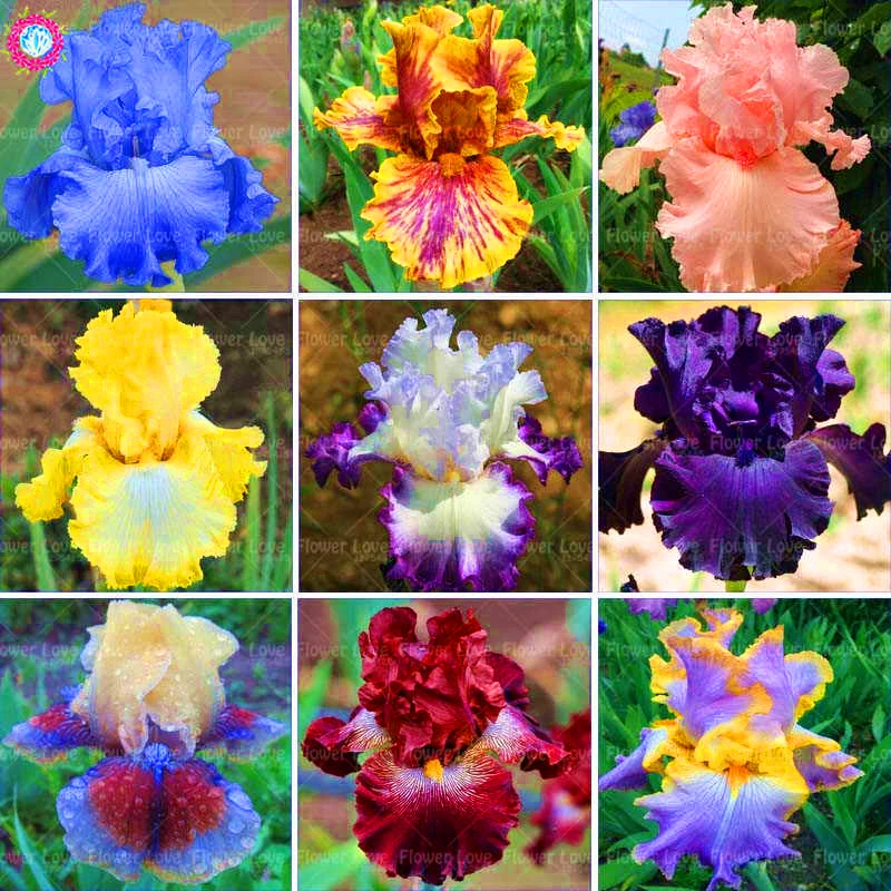 

20PCS bonsai Iris plants Bearded Iris plant Rare Iris Phalaenopsis Orchid Bonsai Flower plants Perennial Garden Flower Plants