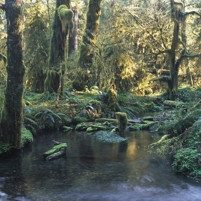 Pool In Temperate Rainforest Stream Poster Print (19 x 12)
