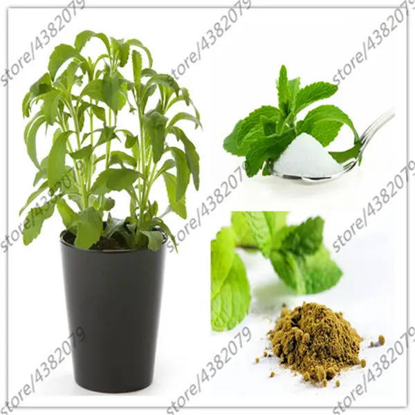 

500 pcs new Stevia plants, Stevia Herbs Green Herb, Stevia rebaudiana Semillas for Garden Planting