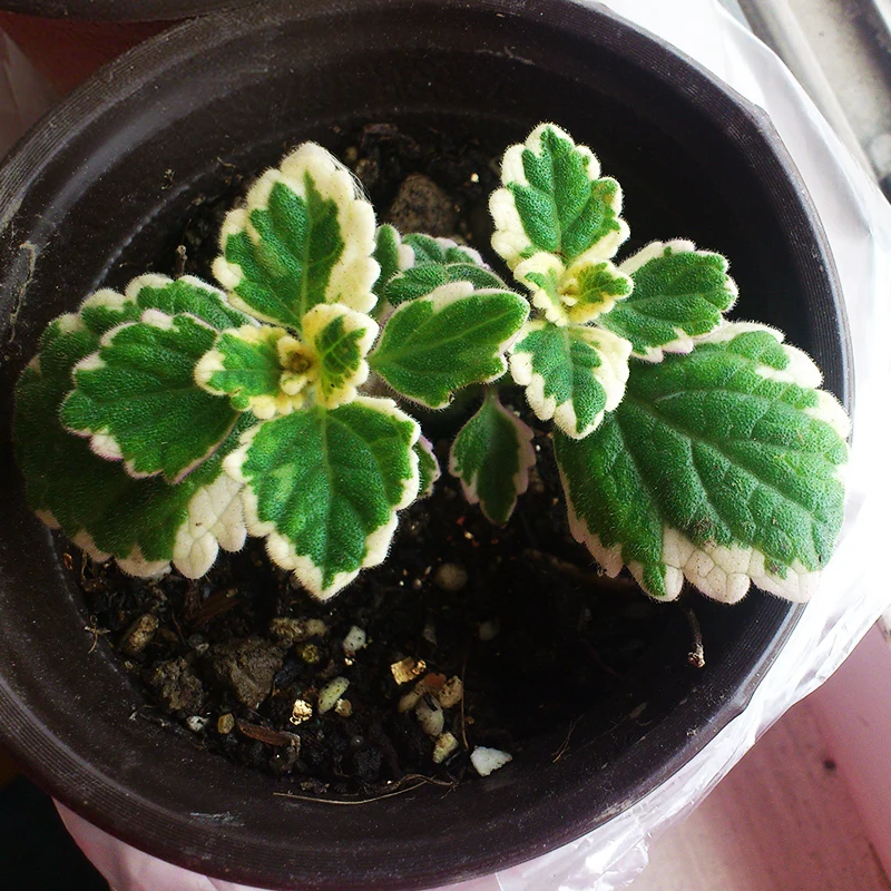 

200pcs Mosaic Mint Vegetable Balcony Bonsai Potted Peppermint Aromatic Plant Absorb Formaldehyde