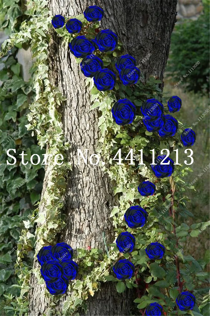 50pcs Blue Climbing Rose Dark Red Pink Flower Plants Easy Grow Flowers Bonsai Perennial Garden