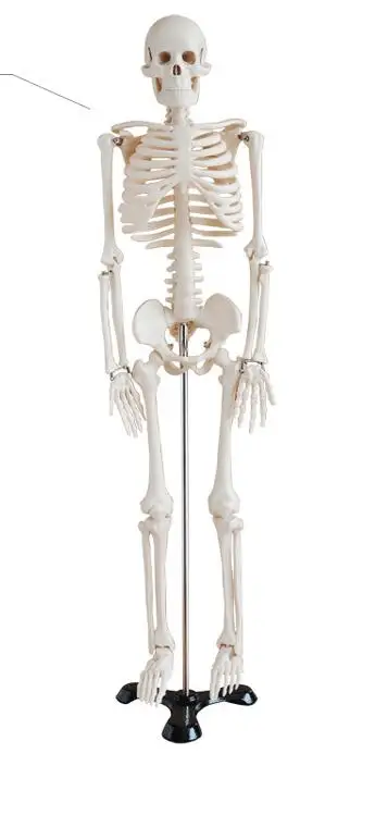 Модель скелета человека, образец скелета человека, обучающая модель скелета 85 см, model-GASENHN-003 скелета
