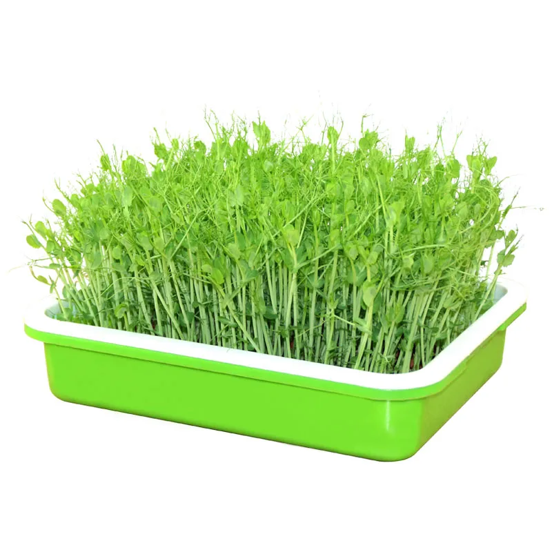 1 set Double Layer Bean Sprouts Plate Seedling Tray Hydroponics System To Grow Nursery Pot Box Basket for Home Green Seed Tools