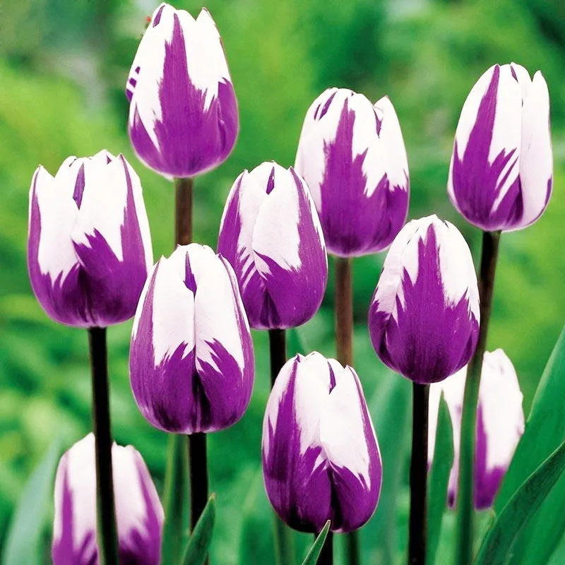 100pcs HOT Rainbow Tulip Seeds Rare Flowers Seeds Perennial Bonsai Plant Gift For Home Garden Courtyard Beautify FREE SHIPPING