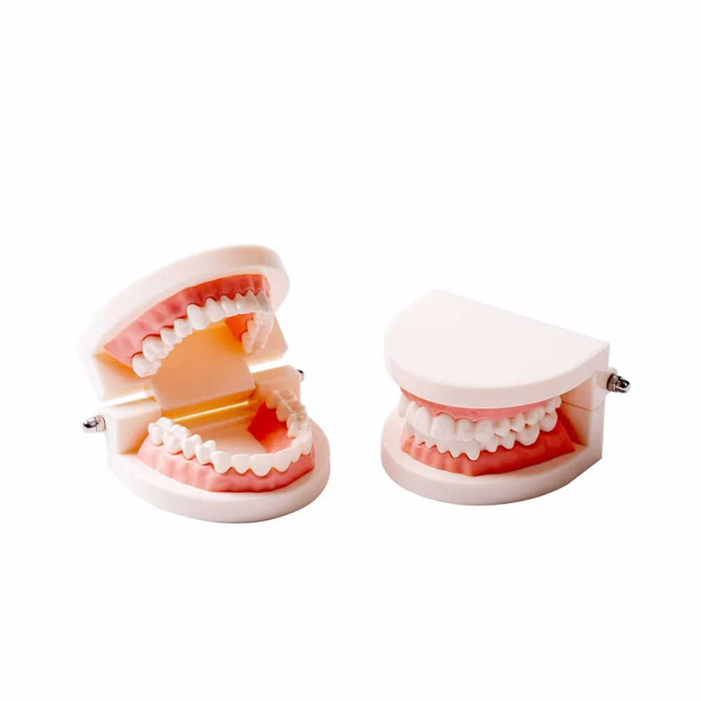 Для чистки зубов, модели easyinsmile зубные Стандартный модель обучения детей протез модели для студентов