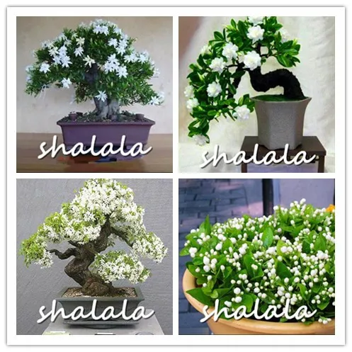 

100pcs / Lot White Jasmines plants Sweet Soul Jasmine flower plants Bonsai Plants Semente Flor Home & Garden Flowers