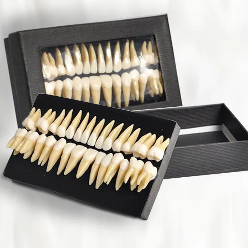 

Hot 28pcs/box 1:1 Demonstration Permanent Teeth Tooth Models Odontologia Teach Study Model Double-color Dentist Products