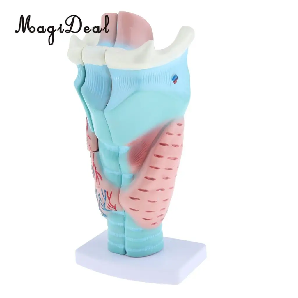 3x Magnified Human Larynx Anatomical Model Medical Anatomy Throat Model Lab Display, 3 Parts, Detachable
