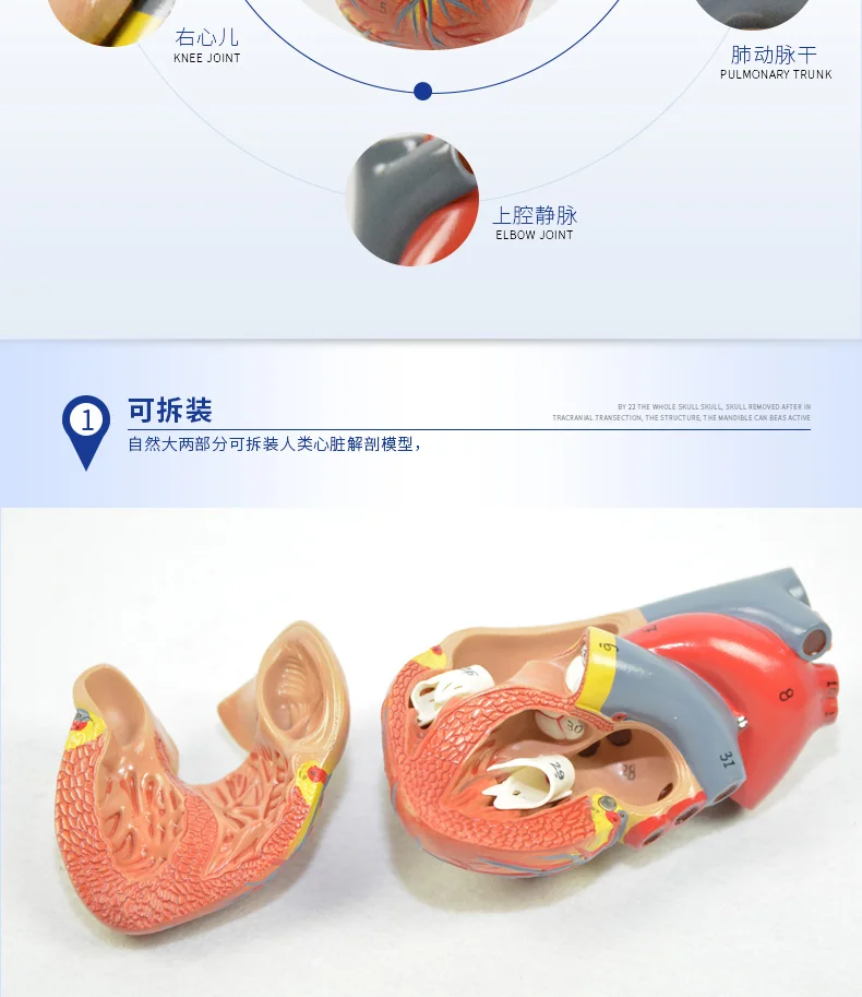 Человеческая анатомическая модель сердца человека висцеральная анатомическая модель офисное украшение