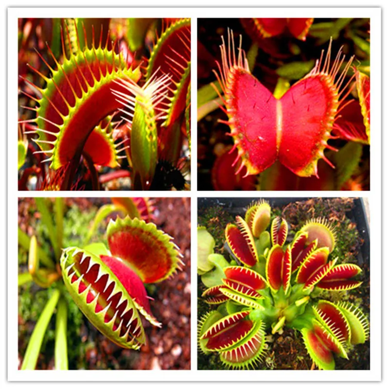 

100 PCS hot-selling Potted Insectivorous Dionaea Muscipula Giant Clip Flytrap bonsais Carnivorous Plant Free Shipping