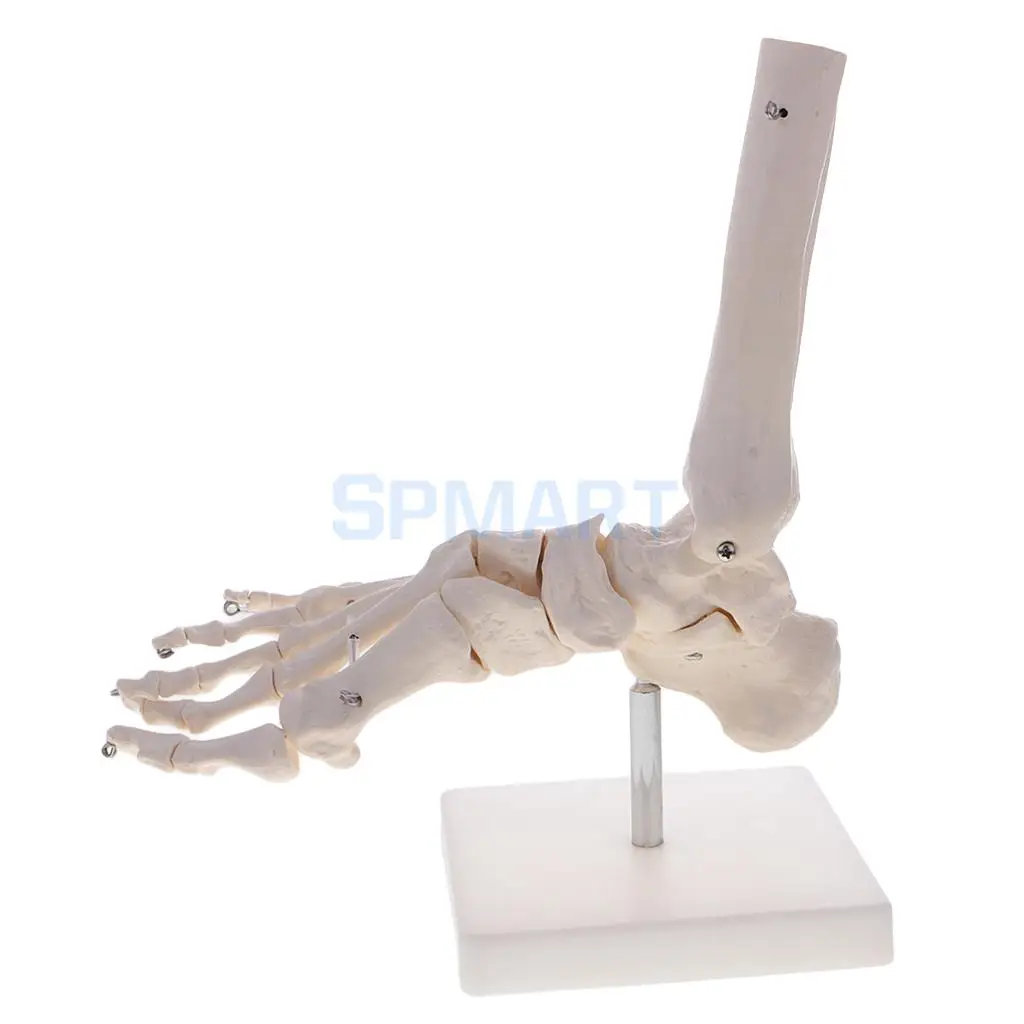1:1 Human Knee Joint Skeleton +Human Foot & Ankle Joint Model School Teaching Display Lab Supplies Kits