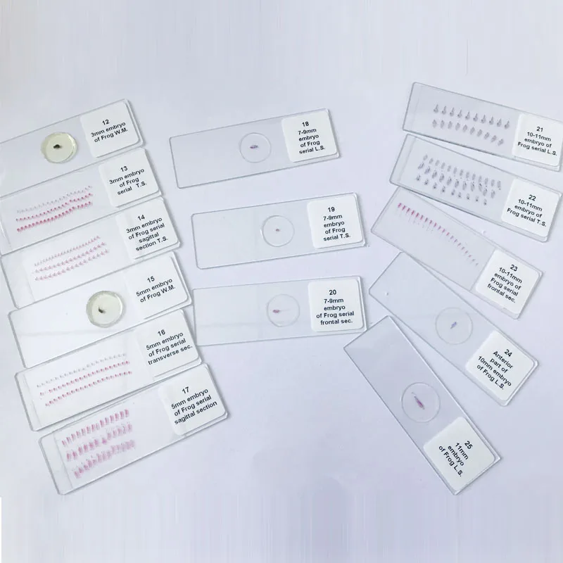 25pcs Educational Biological Teaching Slides Frog Embryo Development Embryology Prepared Slides