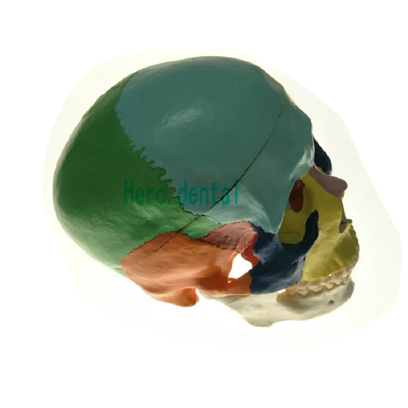 Зубные Цветной анатомическая модель человеческого черепа 3 части Керамика белый модель обучения