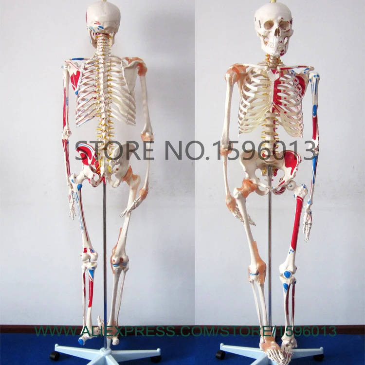 Générique Modèle de Squelette Humain Grandeur Nature pour l'anatomie 180 cm  Modèle de Squelette Humain médical avec Ligament avec système nerveux avec