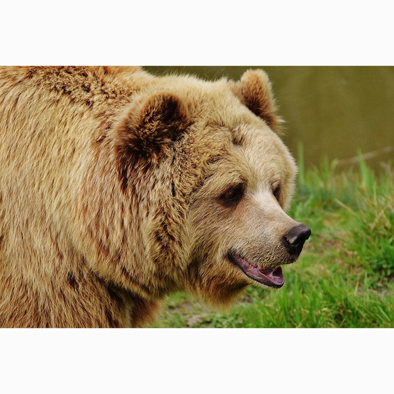 

5D DIY Full Square Diamond Painting Cross Stitch "Brown bear" 3D Diamond Embroidery Rhinestone Mosaic Home Decor Gift