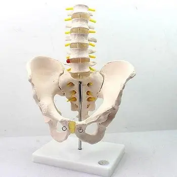 

Life Size Human Anatomical Male Pelvis Lumbar Vertebra Medical Model +Stand