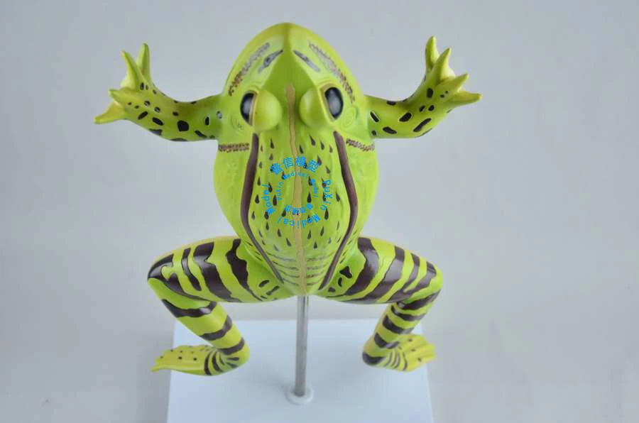 Livraison Gratuite Le Modele D Anatomie De La Grenouille Modele Anatomique De Crapaud Enseignement D Anatomie Animale Avec Grenouille Aliexpress