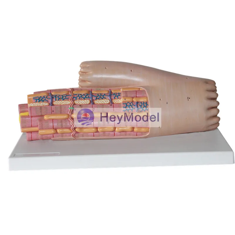 HeyModel гладкая мускулатурная модель усиления | Канцтовары для офиса и дома