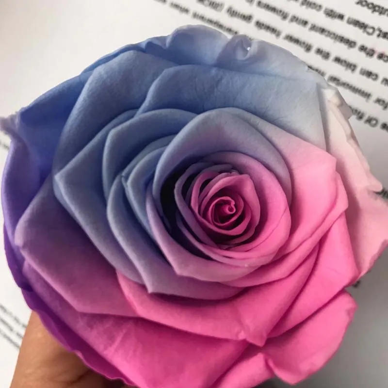5 6 см головка сохраненная роза с градиентом цвета Красавица и Чудовище Forever Roses