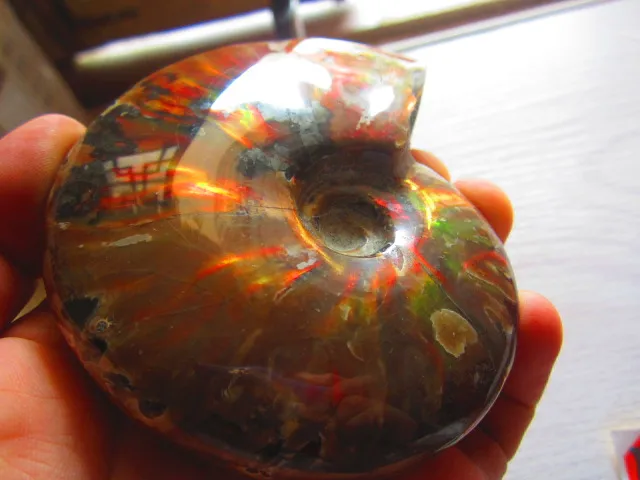 Cheap 299g(0.66 lb) Iridescent Ammonite Ammolite Specimen Fossil Madagascar BFB689