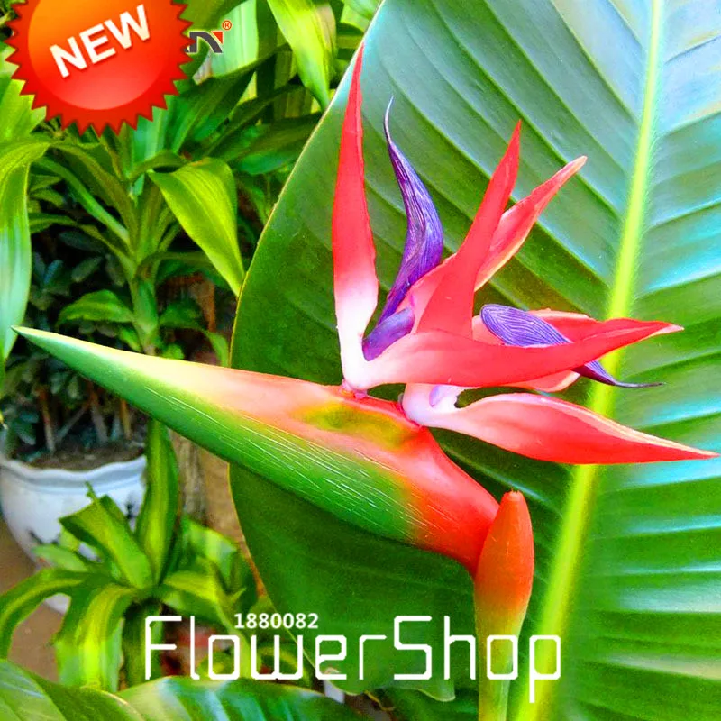 5 pcs // lot Strelitzia reginae graines Strelitzia oiseau de graine de paradis