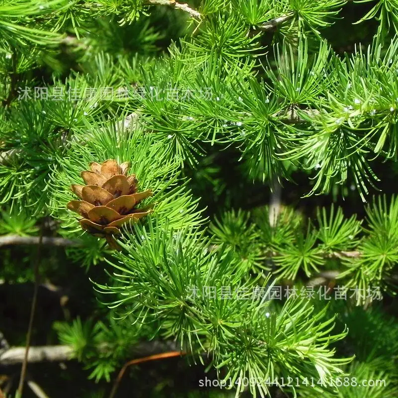 

larch tree bonsai plant pine alias Jinsong wholesale golden autumn real shot 200g / Pack