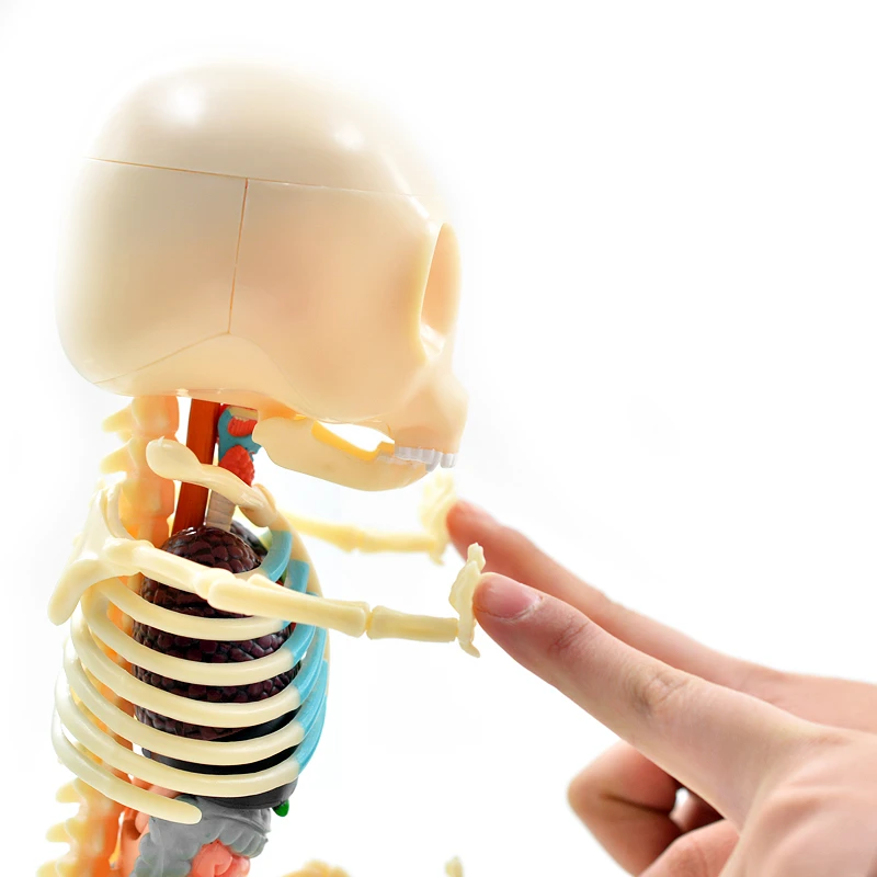 4D большой медведь интеллект сборка игрушка перспективная анатомическая модель DIY популярная научная техника