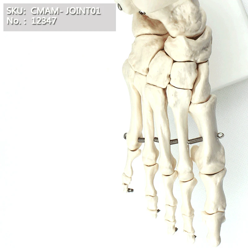 

CMAM113,Life-Size Foot Joint,Individual Packs,anatomy models, without ligament model