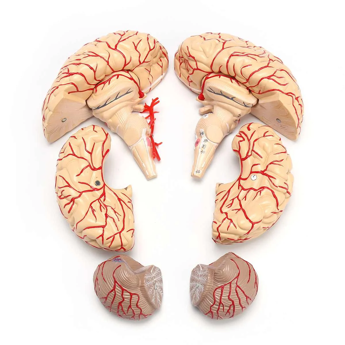 1:1 модель человеческого мозга в натуральную величину с артериями анатомический медицинский орган, анатомия школьная модель образовательная медицинская наука обучение