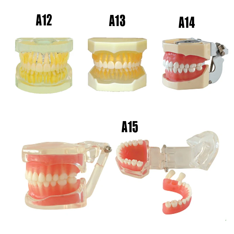 Стоматологическая модель съемные стандартные зубы модель для практики с 28 шт. жесткие и мягкие десны