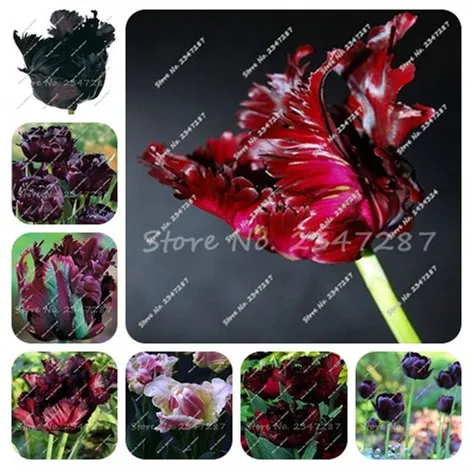 

Hot Sale Rare Bonsai Tulip Bonsai Flower Bonsai Aromatic Plants Black Tulip Bonsai 100 Pcs