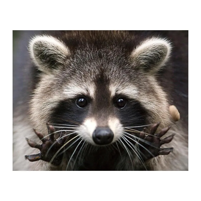 Full Diamond Mosaic Cross Stitch Raccoon Handcraft Gift DIY 5D Diamond Painting Embroidery Animal Series Art Wall Decor