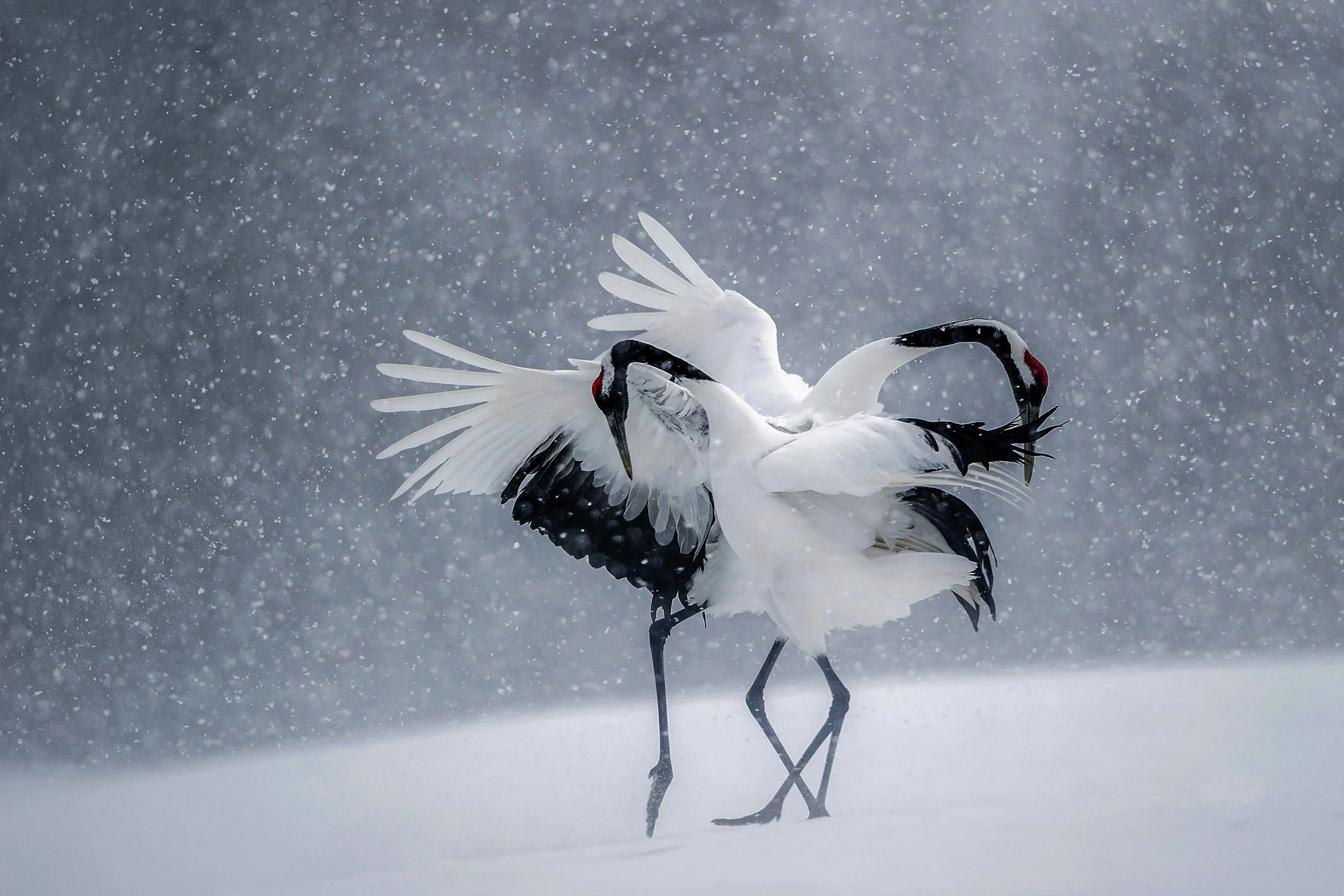 Hiver Neige Oiseaux De Danse Japon Grues Salon Accueil Art
