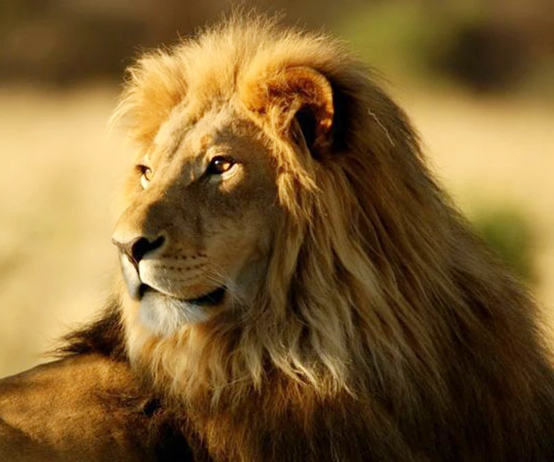 5D DIY Diamond Painting Lion Crystal Full Square Diamond Painting