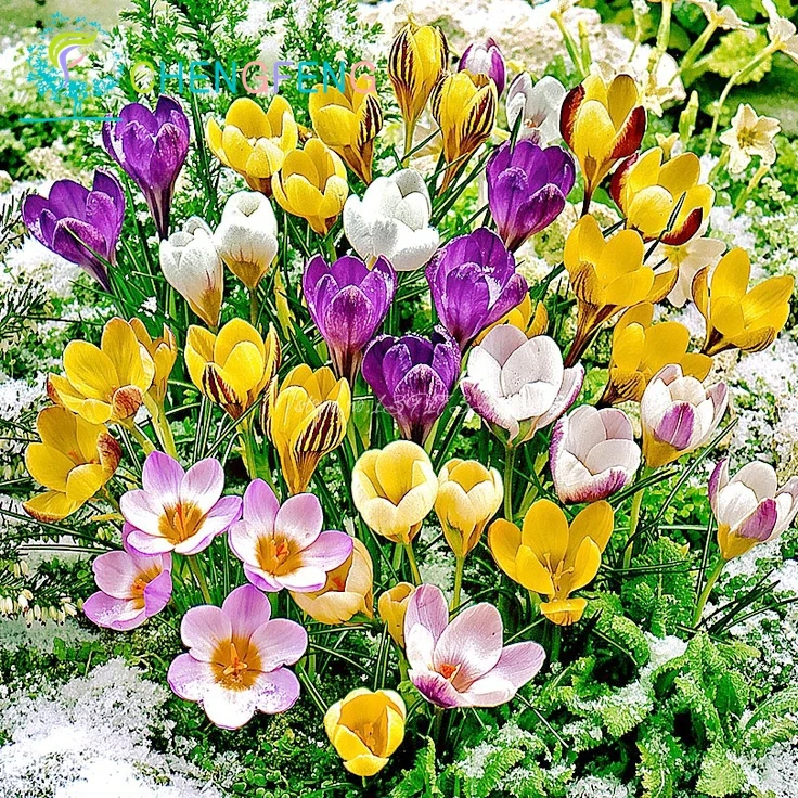 Crocus Flower Seeds 100pcs Home & Garden Bonsai Diy Plant Semillas De Flores Medicine Flowers