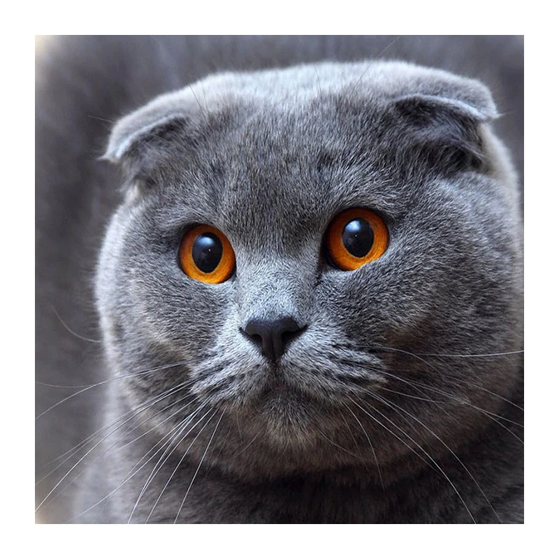

5D Diy diamond painting cross stitch "Grey cat" Full Round Diamond embroidery Needlework Rhinestone Mosaic Crafts 1120