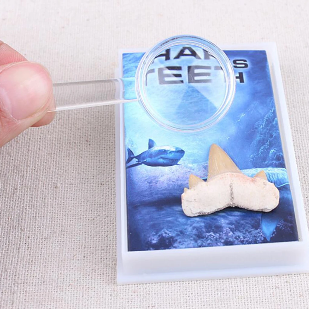 Rock Mineral Collection Shark Tooth Specimen PK506-2 Science Educational Toy