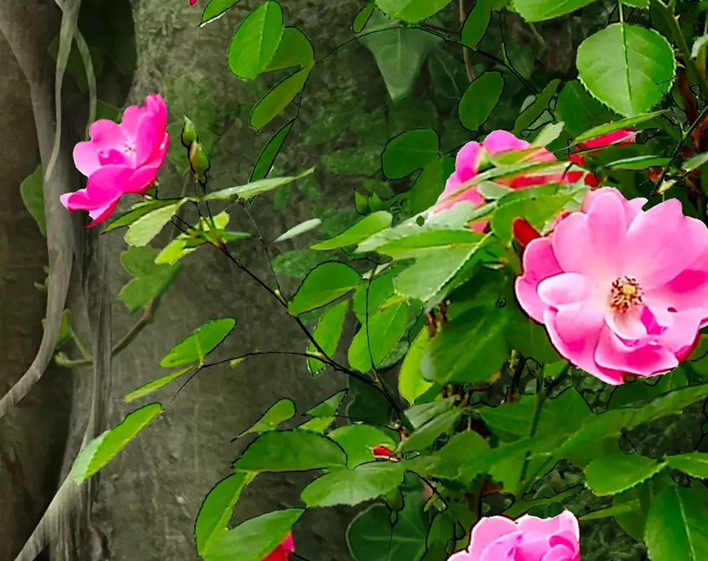2018-08-05_171309_conew5