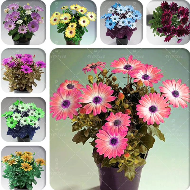 

200 Pcs/Bag Marigold bonsai plant Chrysanthemum potted plant flower family garden decoration plant flower chrysanthemum planting