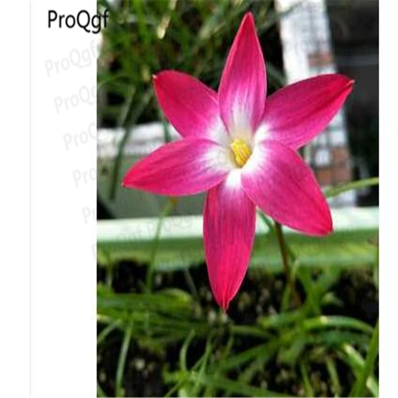 

Prodgf 50Pcs A Set Zephyranthes candida