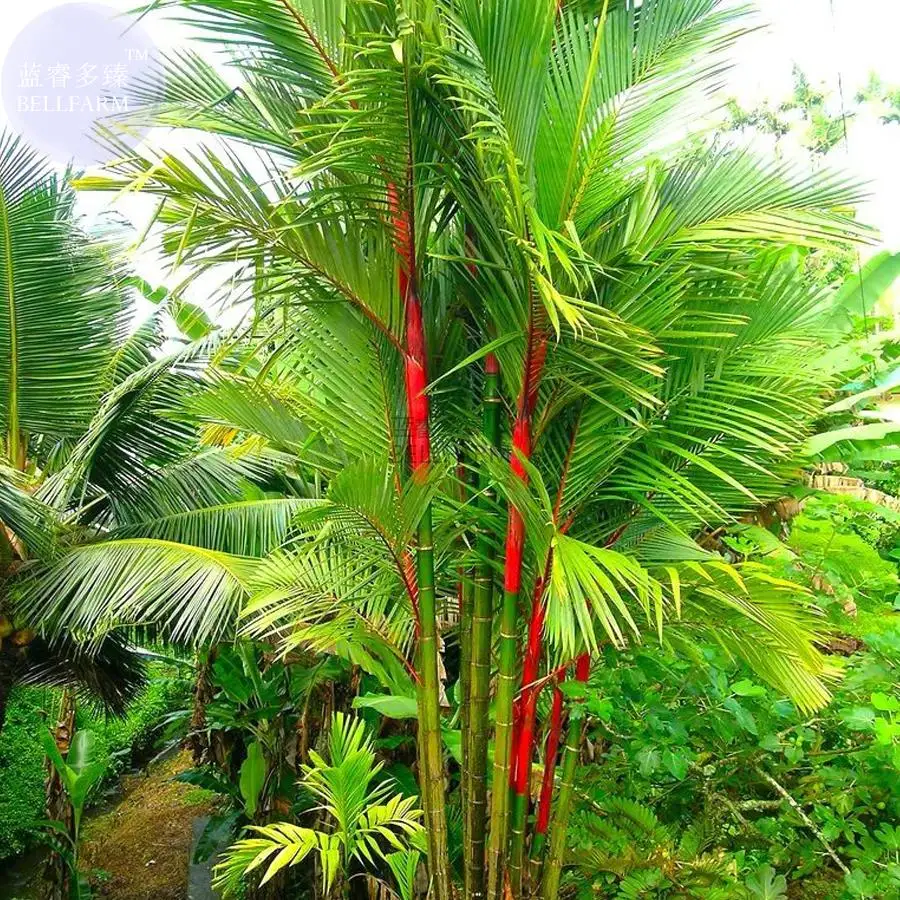 BELLFARM bonsai Lipstick Palm Cyrtostachys Renda Tree red sealing wax palm Ornamental Chinese