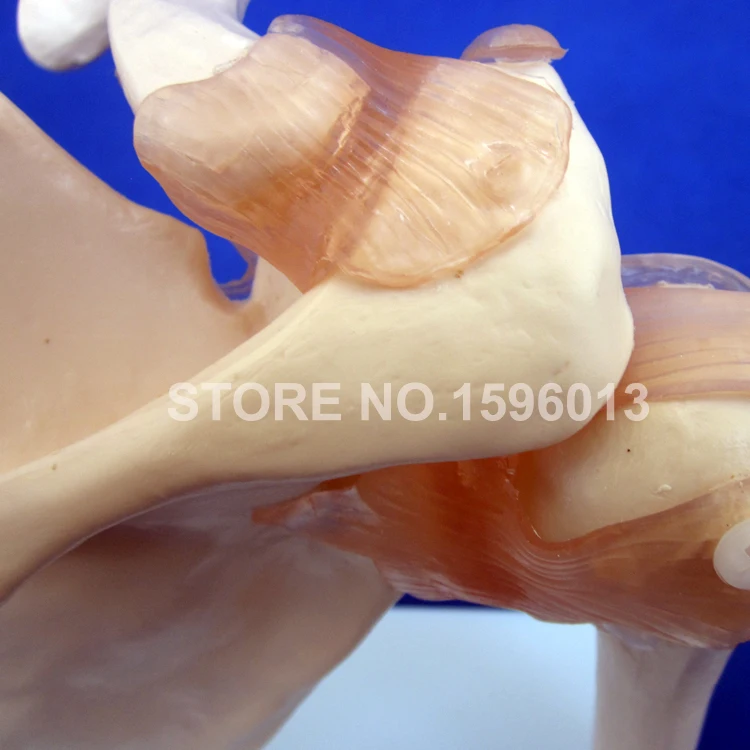 109 shoulder joint (3)