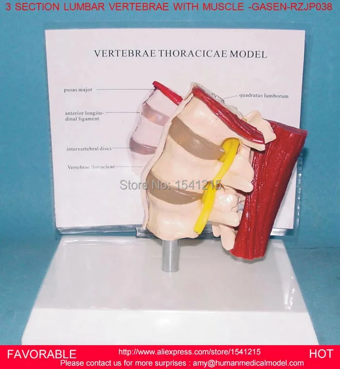 

THORACIC SPINAL CORD,MODEL OF THE THORACIC VERTEBRA,THORACIC ,HUMAN ANATOMY HUMAN LUMBAR VERTEBRAE W/MUCLES - GASEN-RZJP038