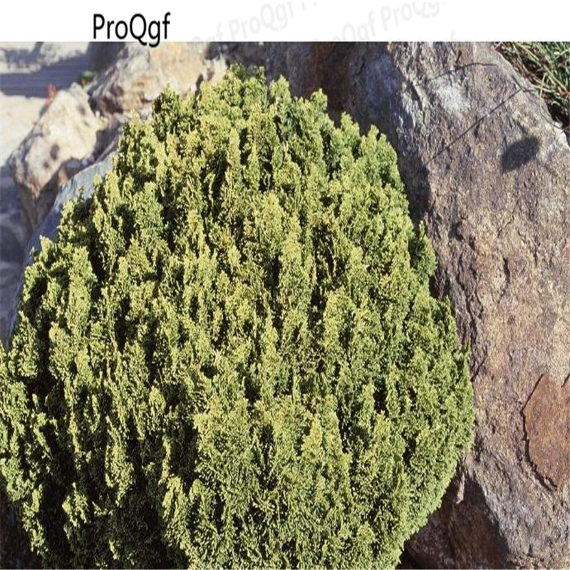 

500Pcs A Set Chamaecyparis Obtusa Breviramea