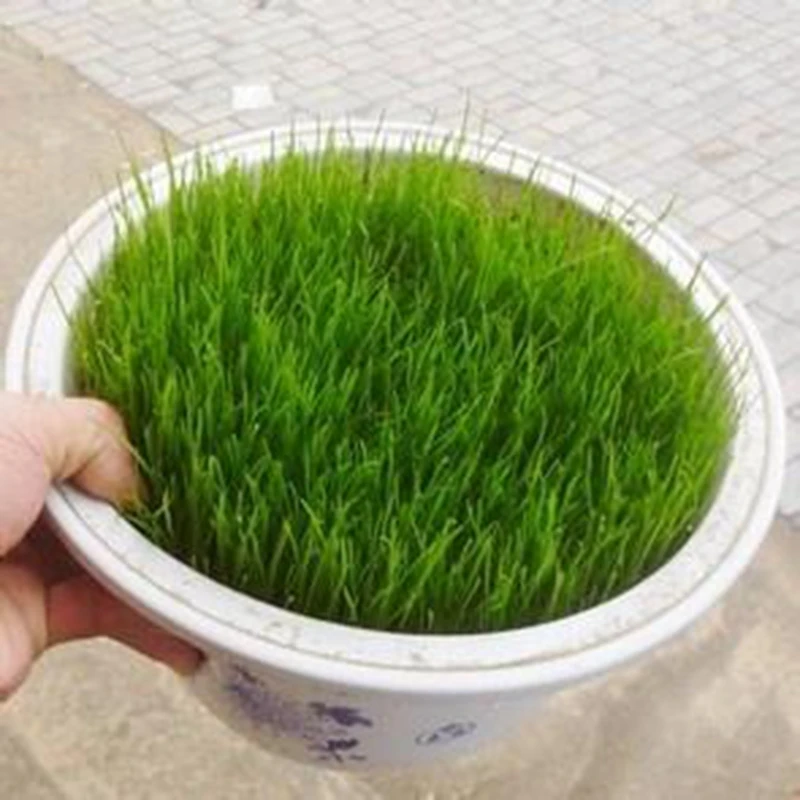 1000 Pcs Japanese Forest Grass lawn, Perennial Evergreen Lawn Bonsai plant Beautiful Garden Ornamental Potted Plant Easy to Grow