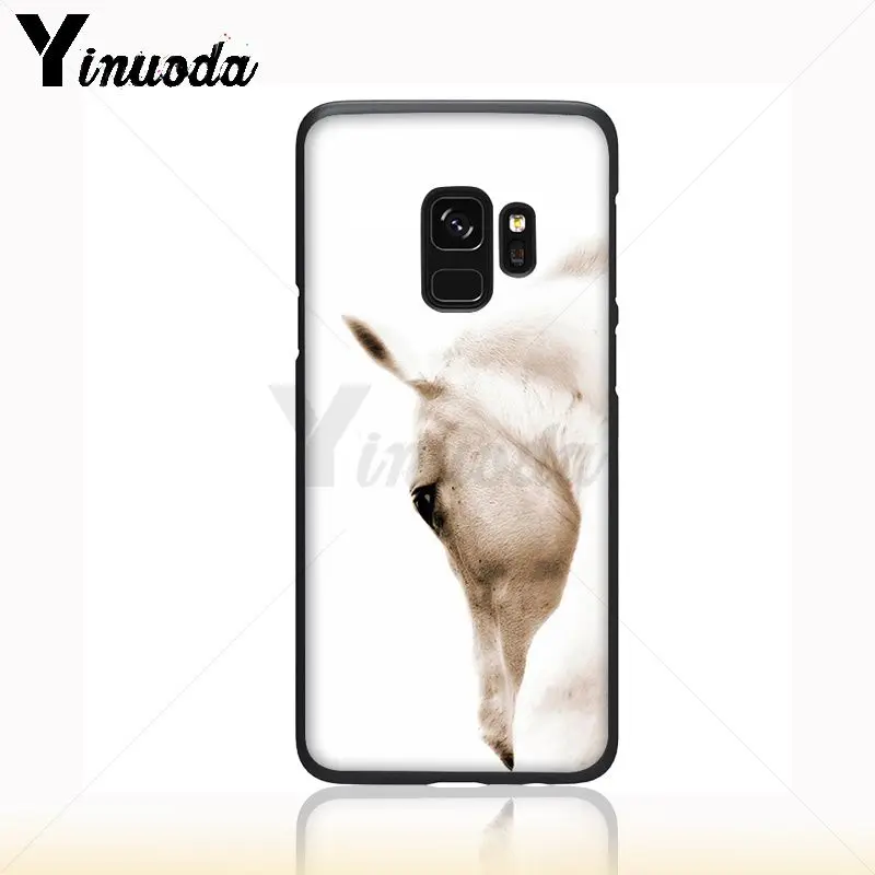 horse animal